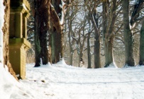 Hund in Schneekastanienallee.tif